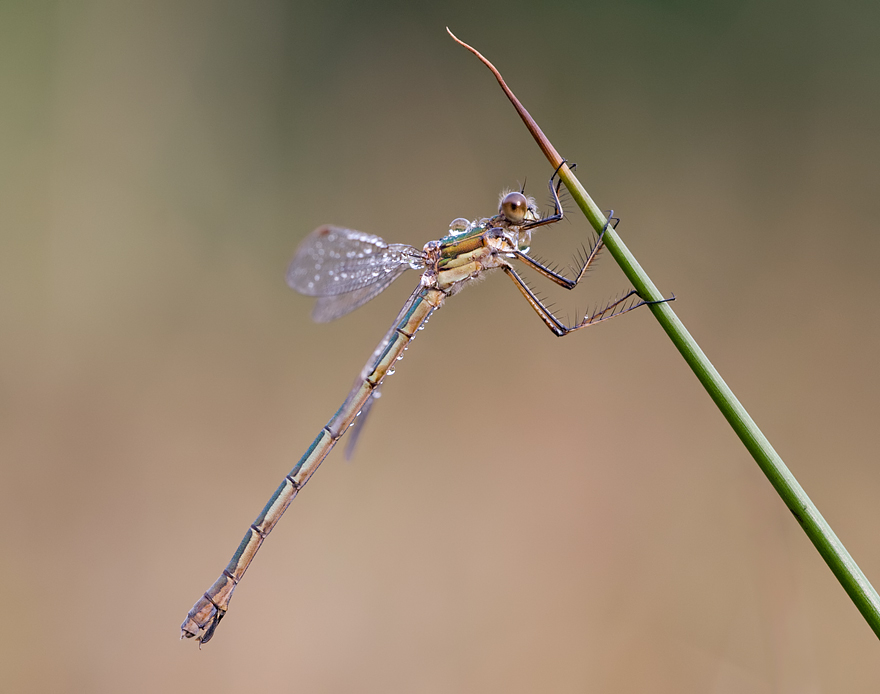 Emerald Damselfly 3